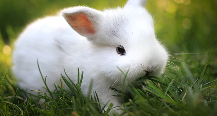 Белый Кролик